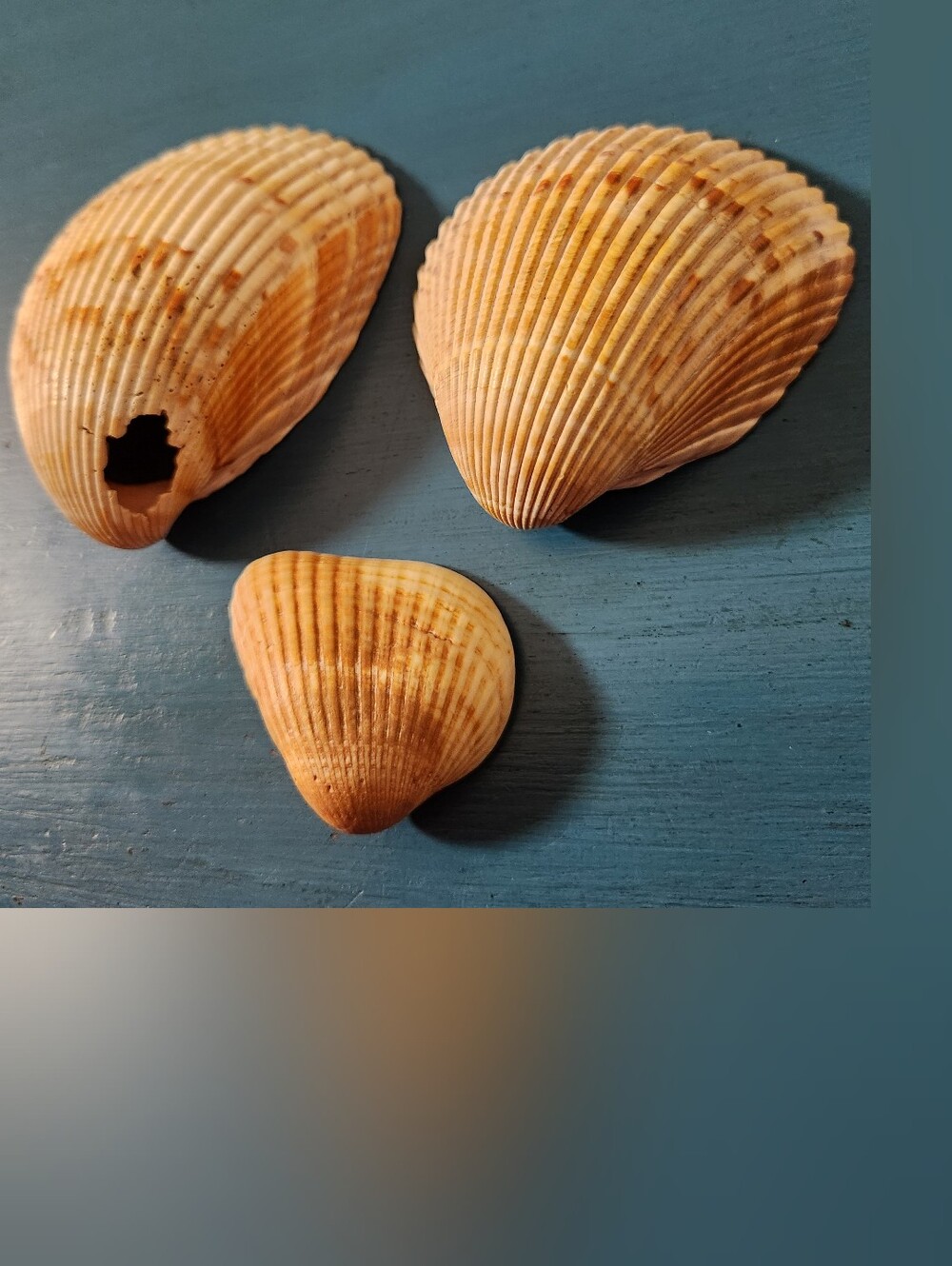 Natural Sea Shell Bundle - Picture 2 of 7